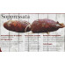 Soppressata piccante di Calabria - Kg.1 circa